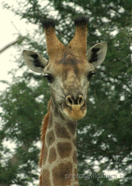 puku rsa 045.jpg - Southern or Cape Gifaffe (Giraffa camelopardalis giraffa)